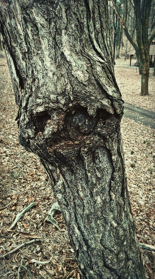 Devil tree