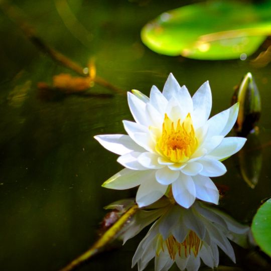 Lily on the water