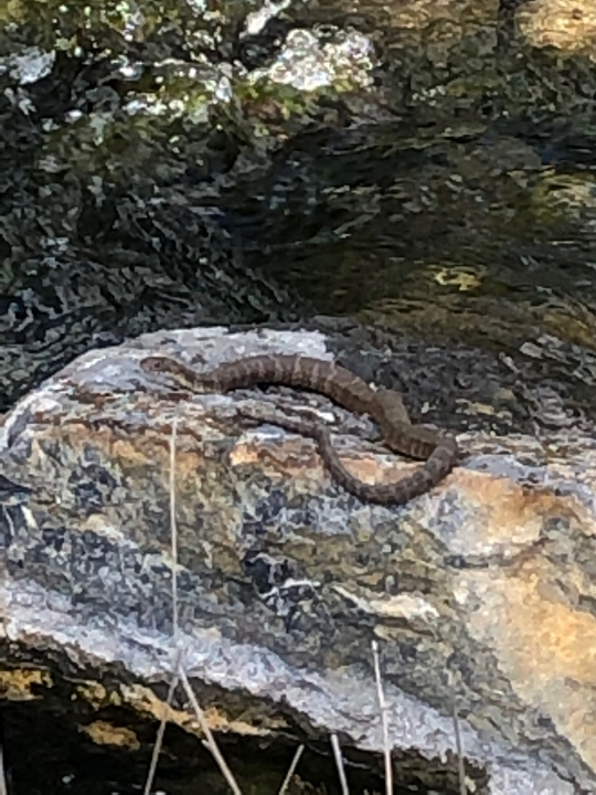 Snake on rocks