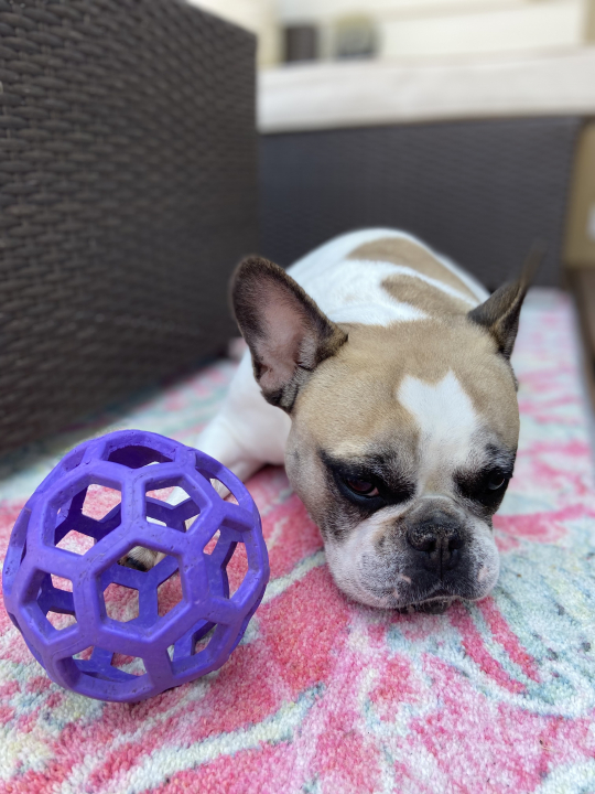 Manny my sweet french bulldog with his favorite ball