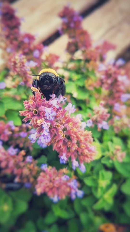 Spring bumble bee