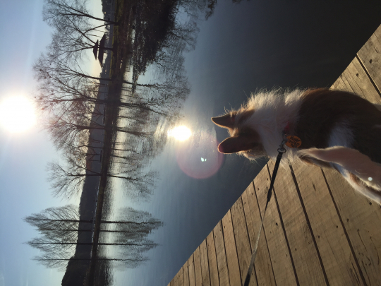 Dog on a pier