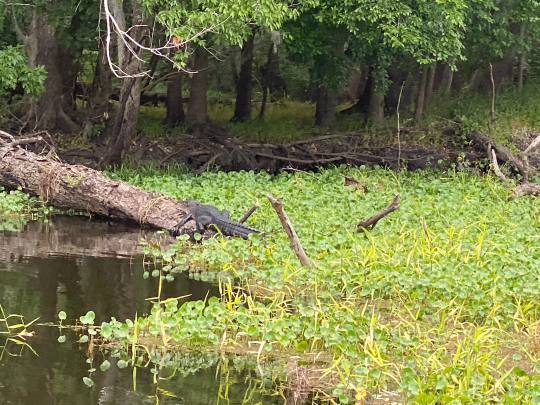 Gator on a log