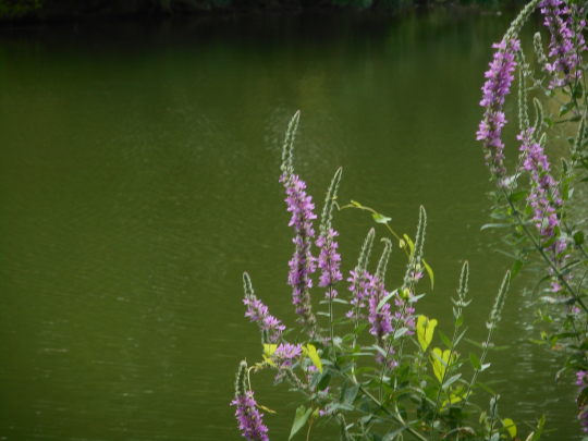 Flowers, river and wind