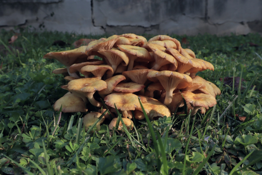Mushroom Mondays!