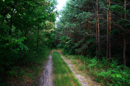 Belichansky Forest