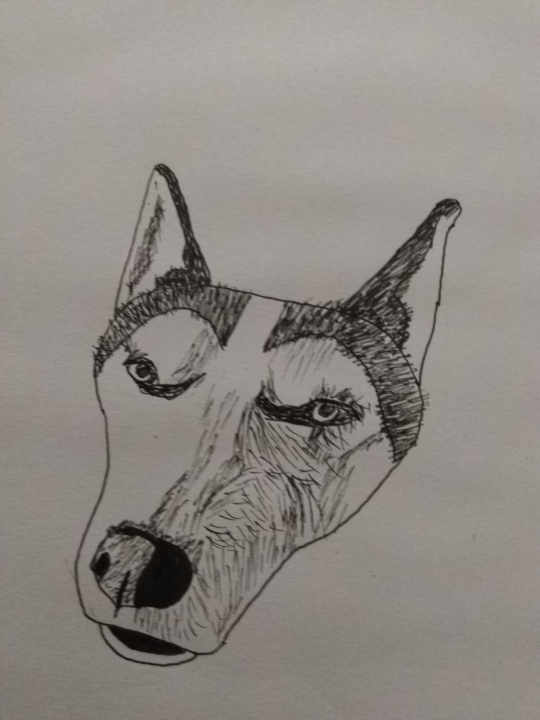 Inktober - Day 6 - Husky