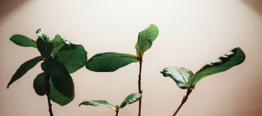 Fiddle Leaf Fig Sprouts