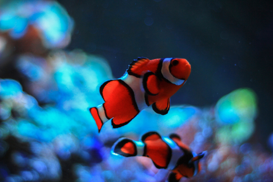 Clown Fish Dance