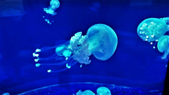 Jellyfish