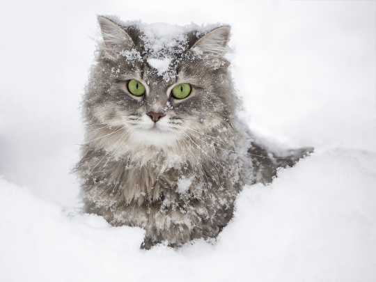  Snowy portrait of Masyanya