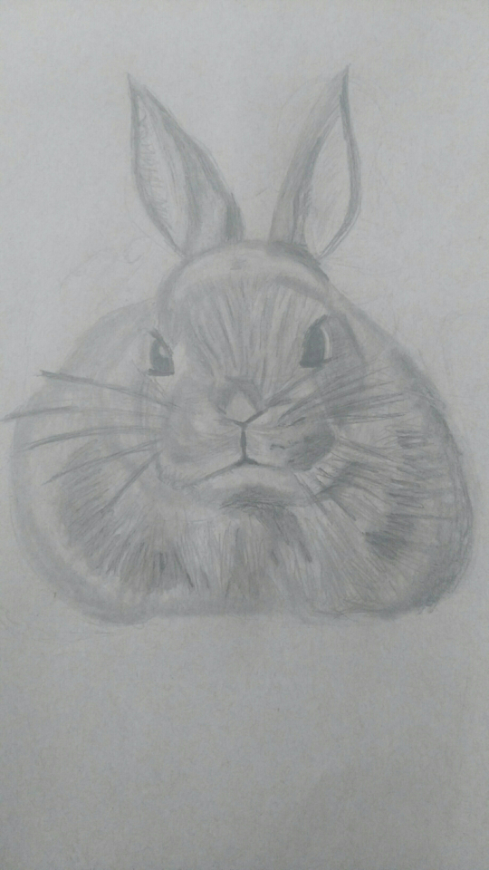 Bunny Rabbit Sketch from Reference