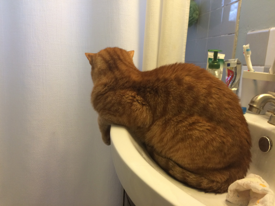 Sink Cat