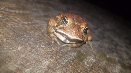 Frog boy
