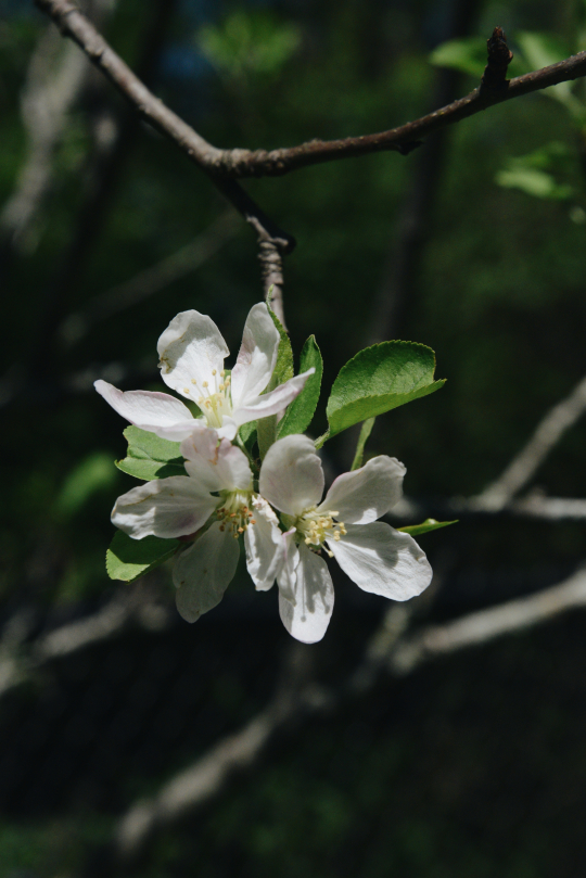 Apple Blossoms