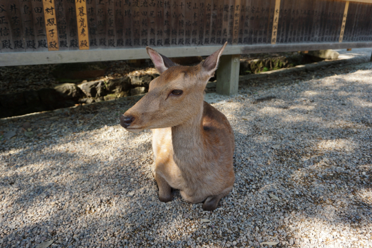 Nara Deer 