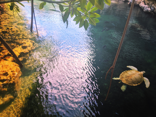 Sea Turtles Xcaret