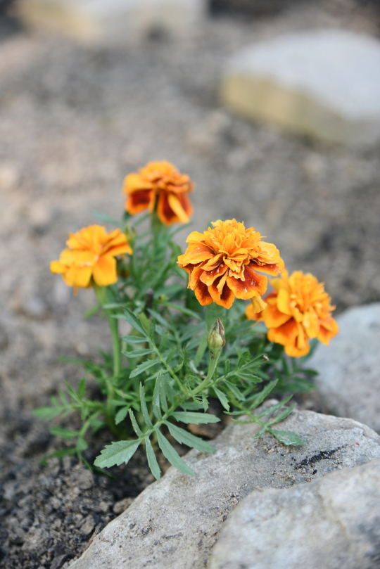 Marigold / orange