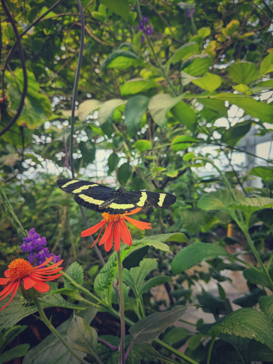 Butterfly On Flower 2