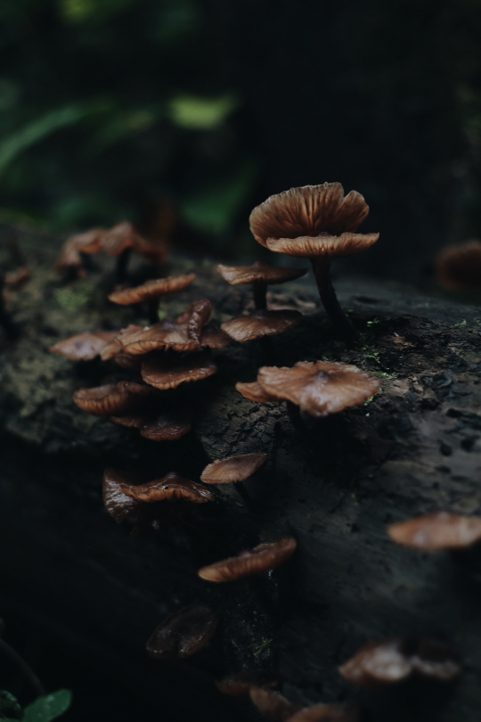 Mushroom mondays