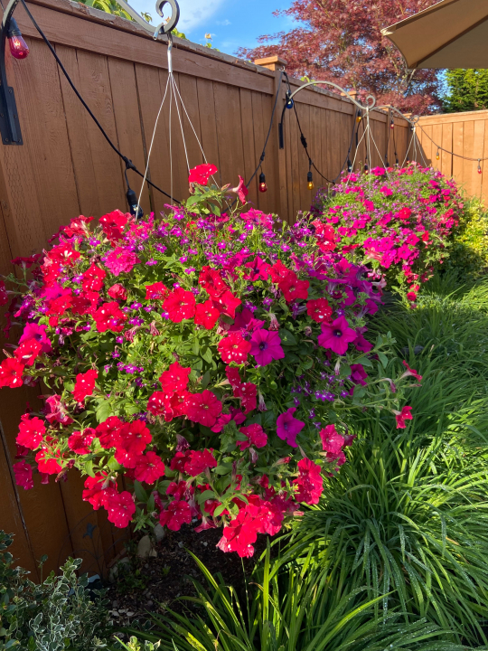 Beautiful hanging flower baskets