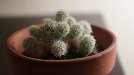 Baby Cactus