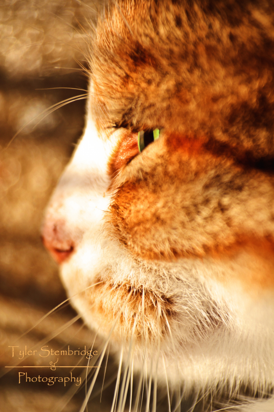 Macro Lens: Cat Closeup