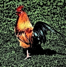 Cock