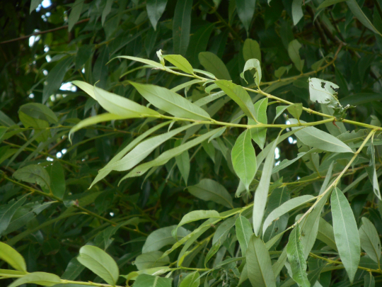 Leaves