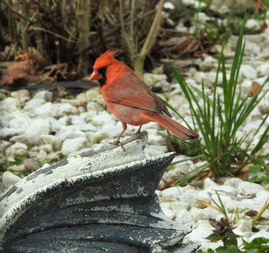 State Bird (Indiana)