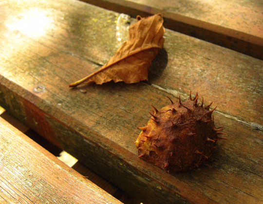 [. Autumn in the Pyrenees .]