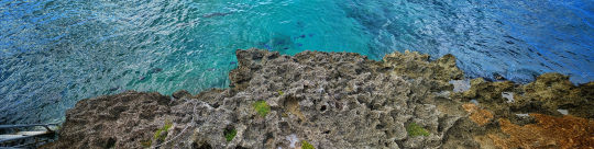 Panoramic: Blue Tangs