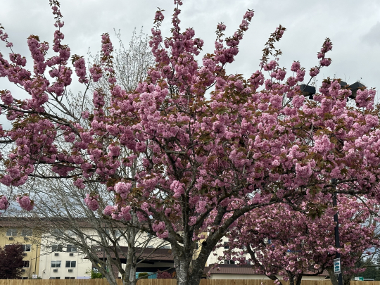 Cherry blossom tree